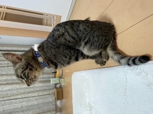 保護された猫 保護された猫