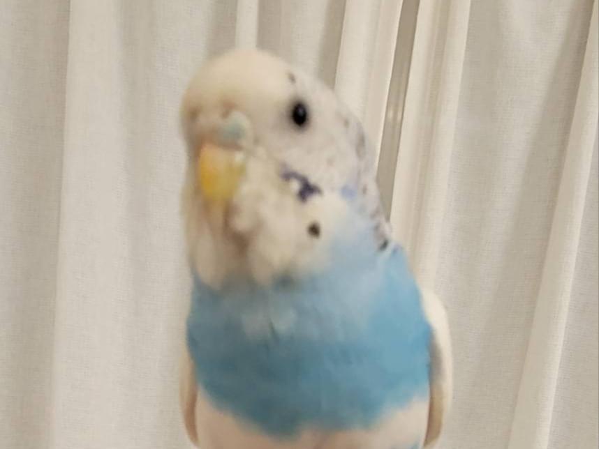 保護された鳥 保護された鳥