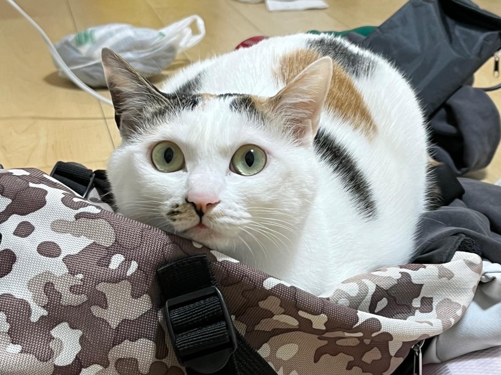 ズズちゃん ズズちゃん