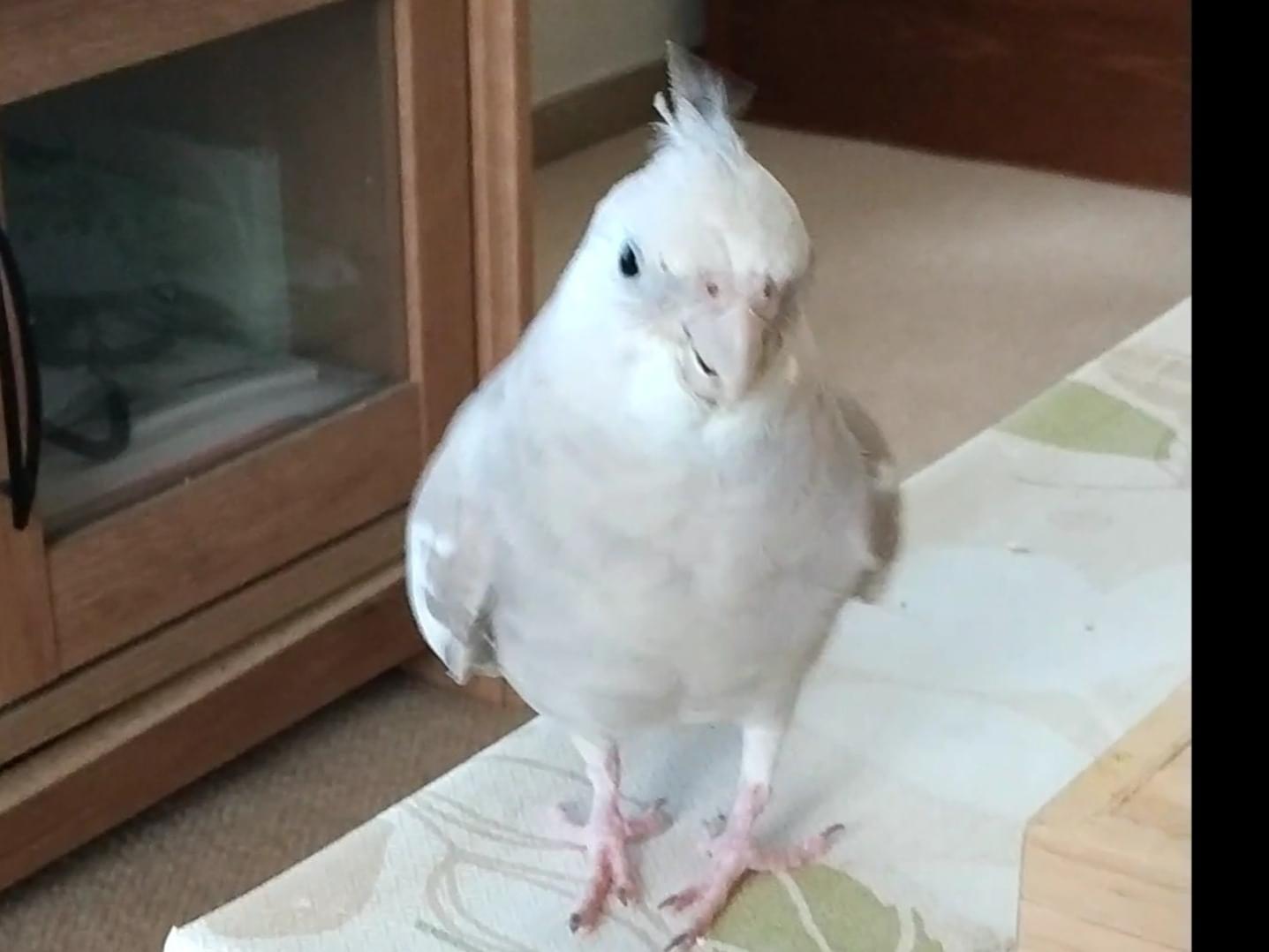 グリコちゃん グリコちゃん