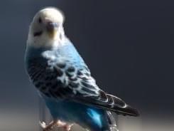 目撃された鳥 目撃された鳥