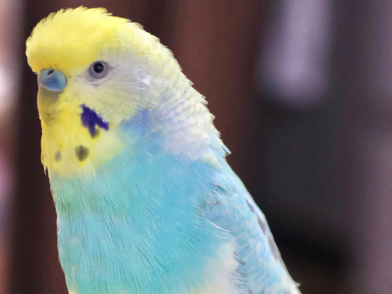 宮﨑 ピー太ちゃん 宮﨑 ピー太ちゃん