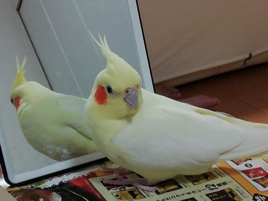 ピッチュちゃん ピッチュちゃん