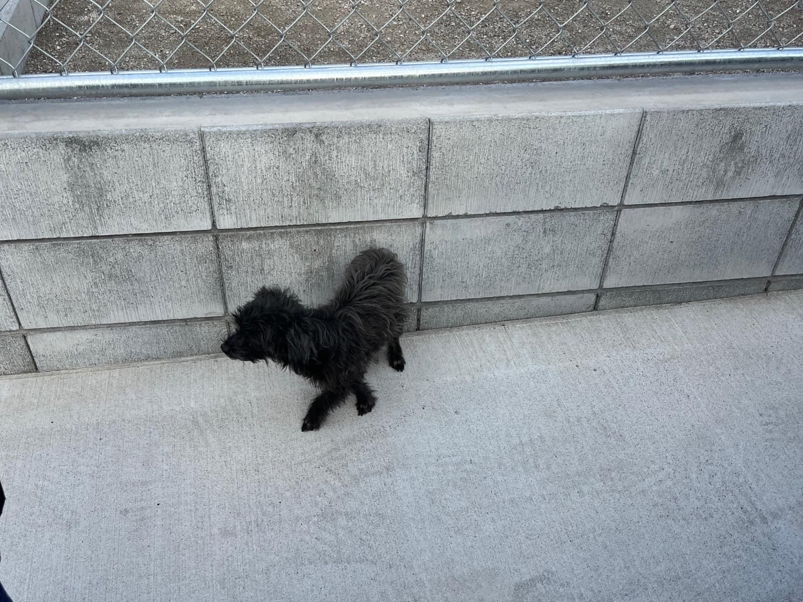 目撃された犬 目撃された犬