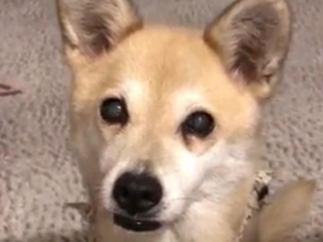 さくらちゃん さくらちゃん