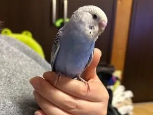 東京の迷子の鳥 (2358件)