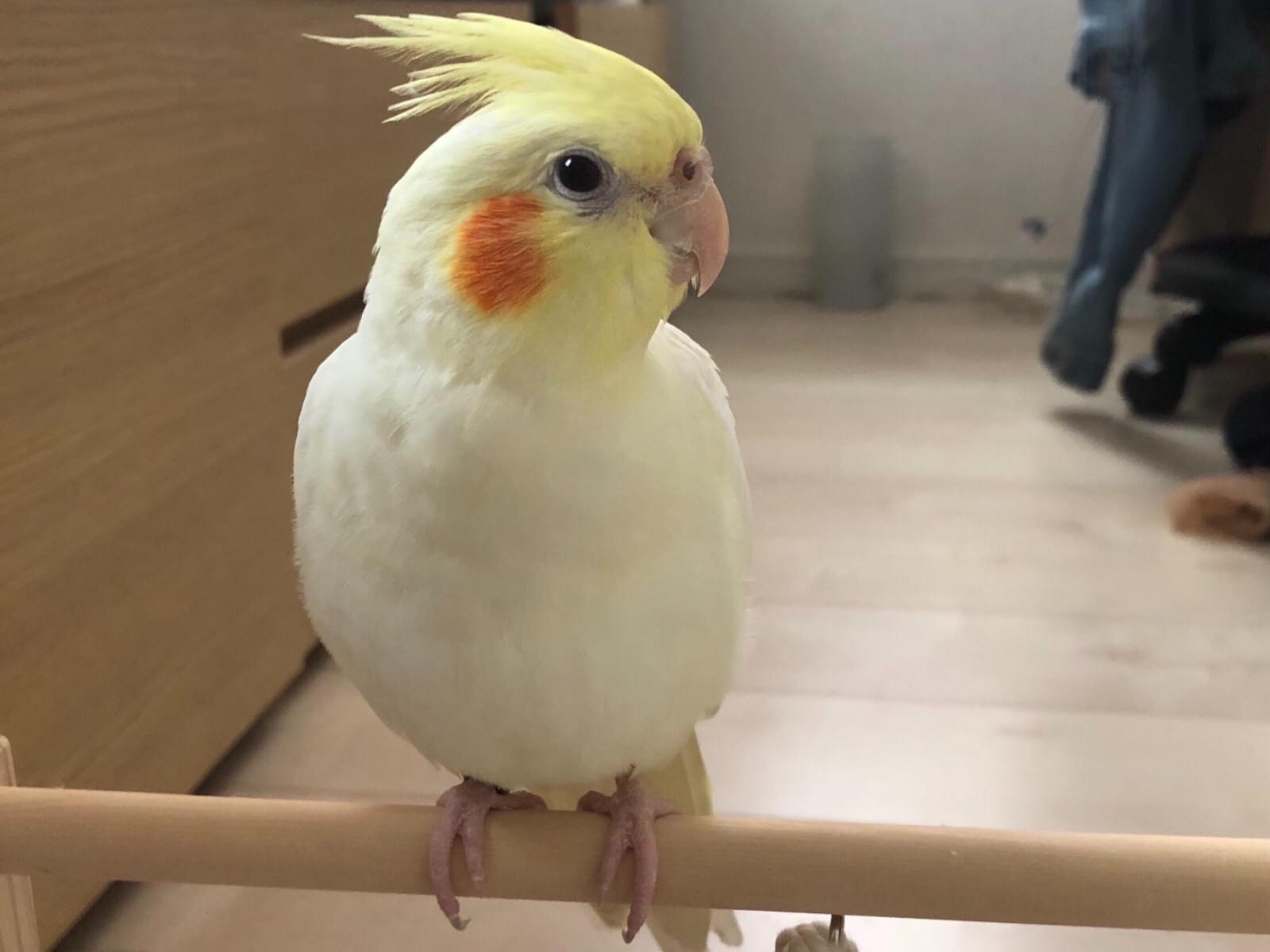 ラティーちゃん ラティーちゃん
