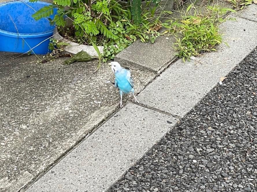 目撃された鳥 目撃された鳥