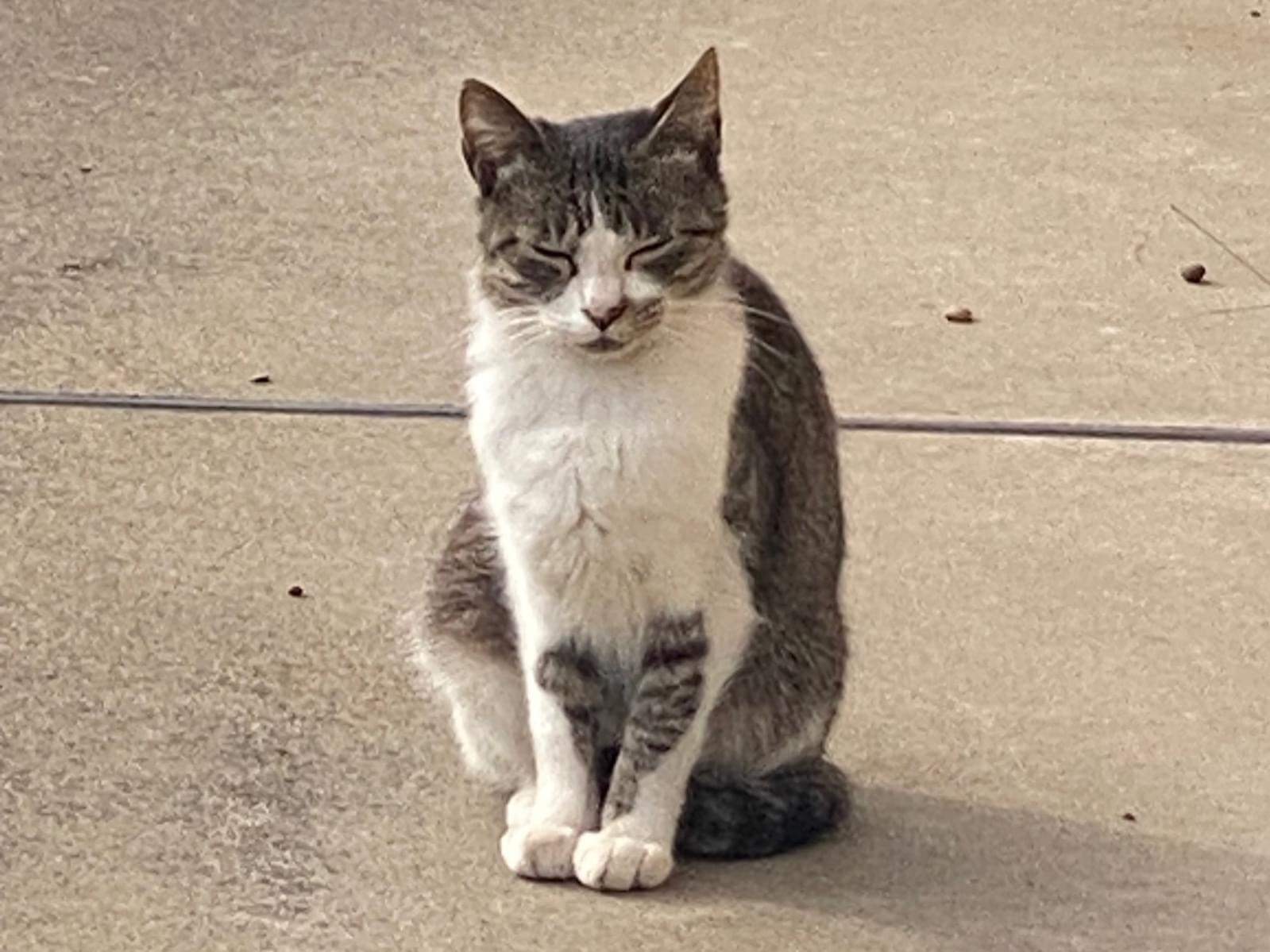目撃された猫 目撃された猫