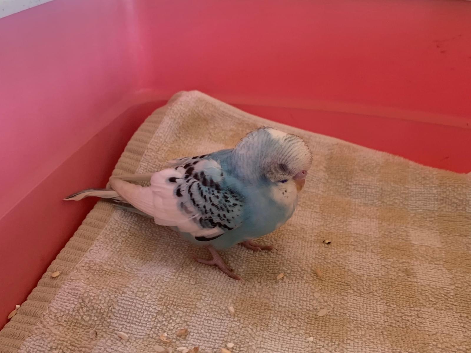保護された鳥 保護された鳥