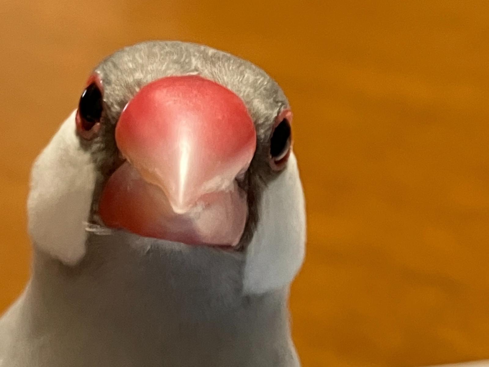 ギンちゃん ギンちゃん