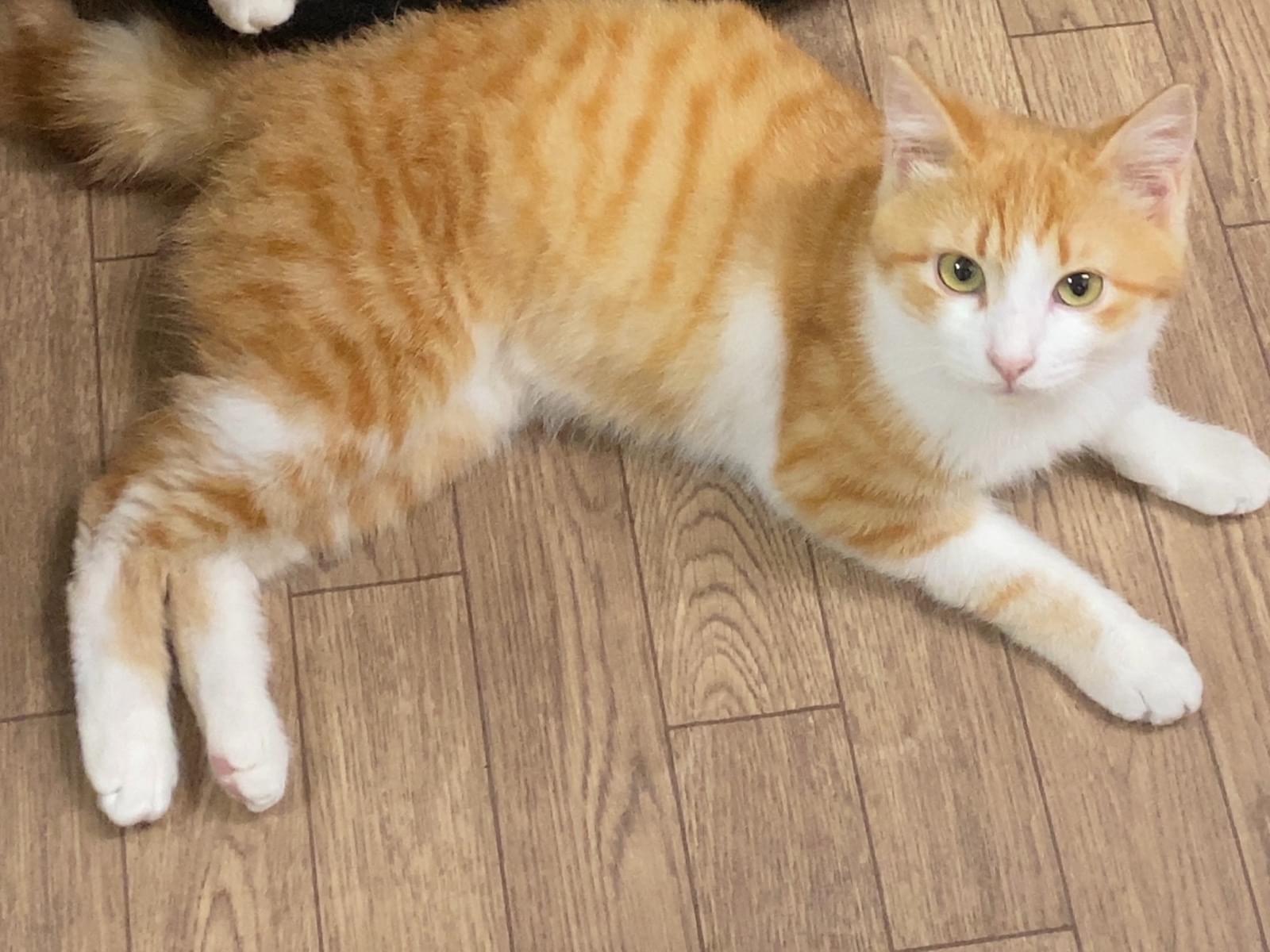 ぽん吉ちゃん ぽん吉ちゃん