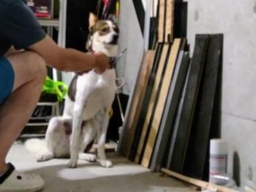 保護された犬 保護された犬