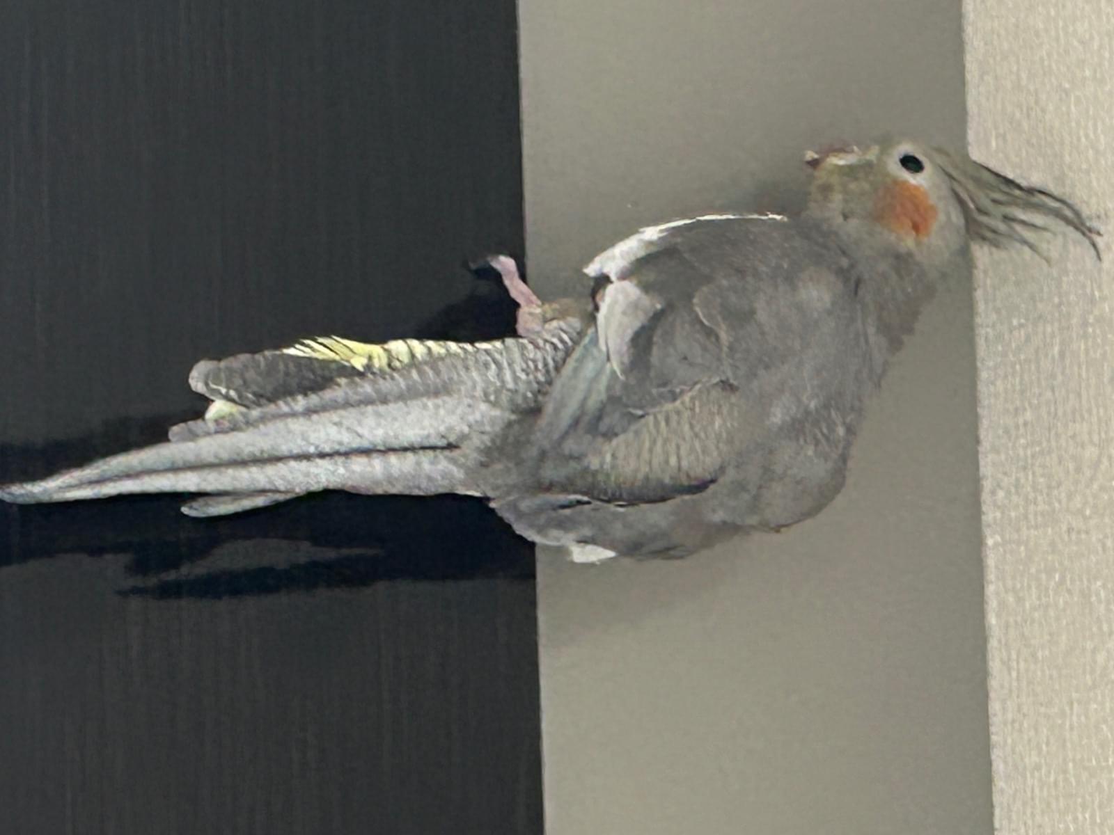ぽんちゃん ぽんちゃん