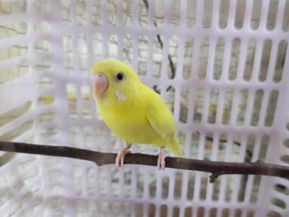 保護された鳥 保護された鳥