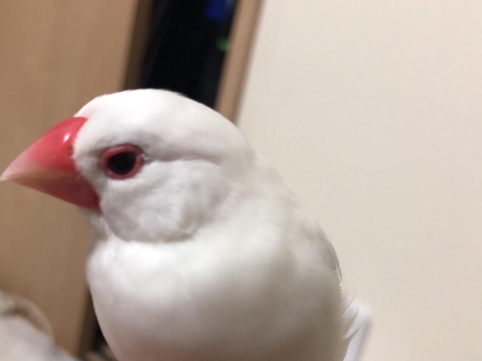 しぃちゃん しぃちゃん