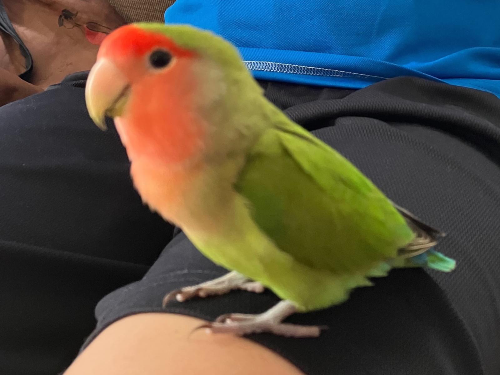 やくもちゃん やくもちゃん