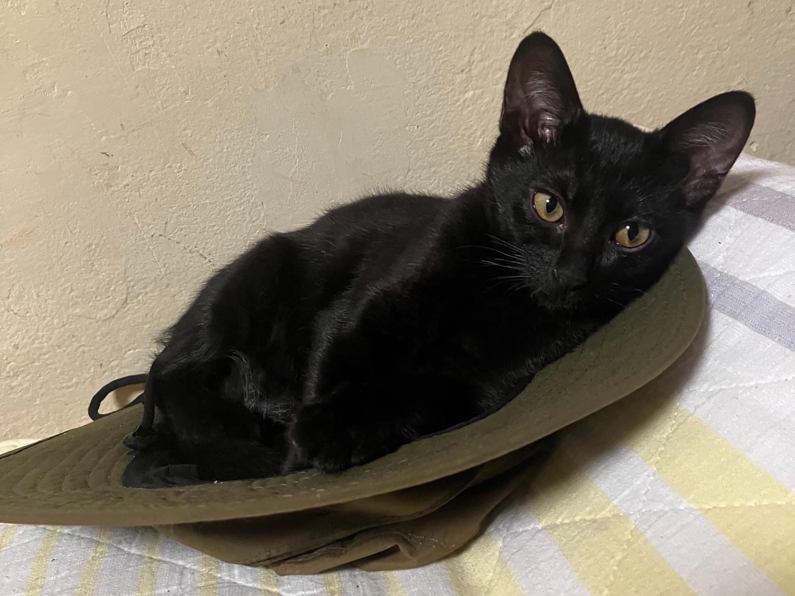 フルールちゃん