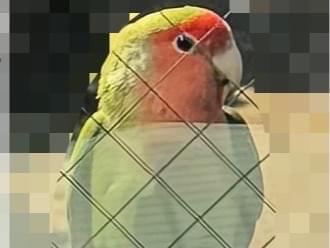 目撃された鳥 目撃された鳥