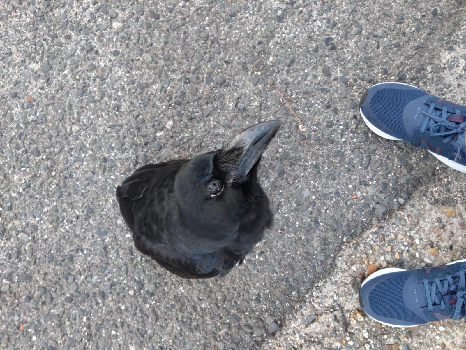 保護された鳥 保護された鳥