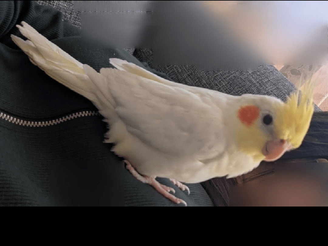 ふくちゃん ふくちゃん