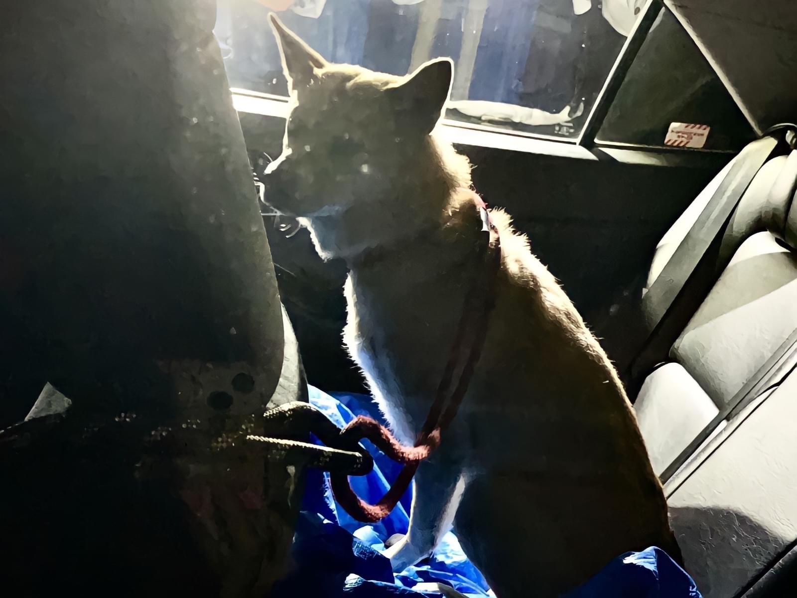 保護された犬 保護された犬
