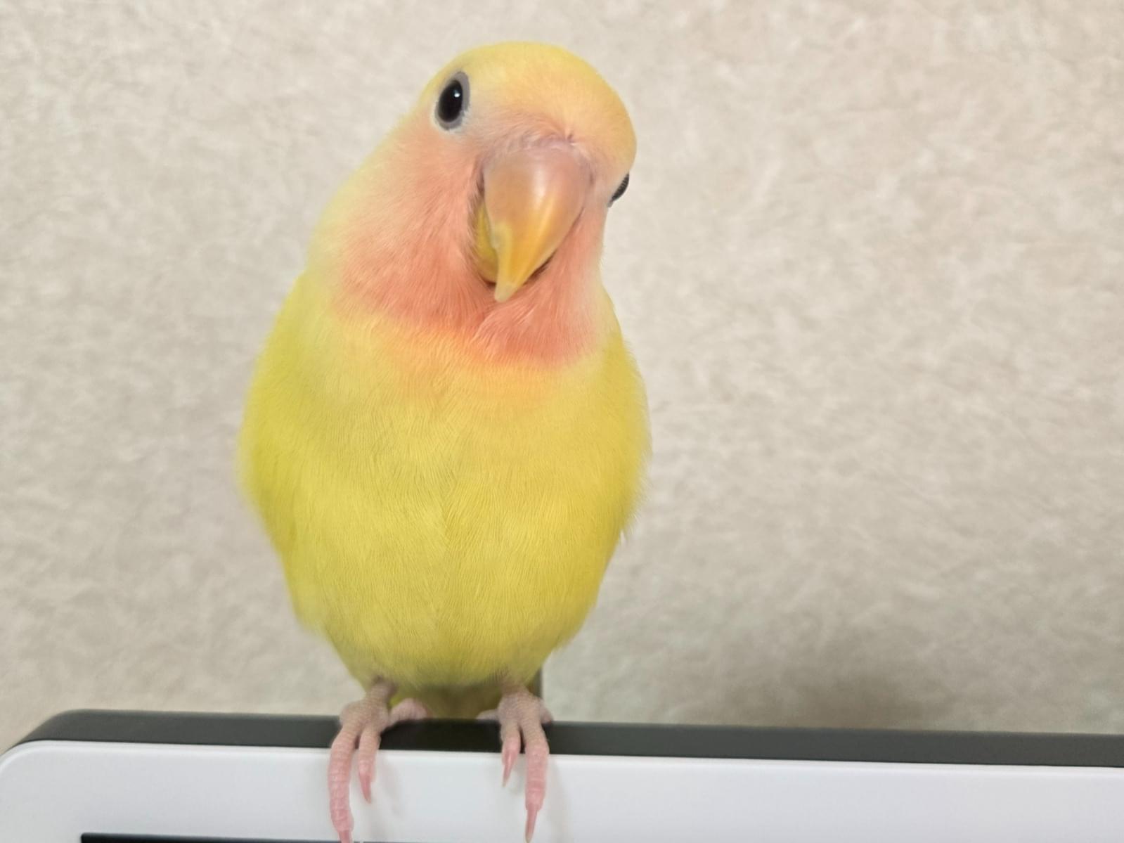 レモンちゃん レモンちゃん