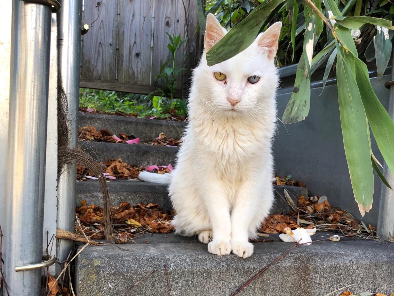 目撃された猫 目撃された猫