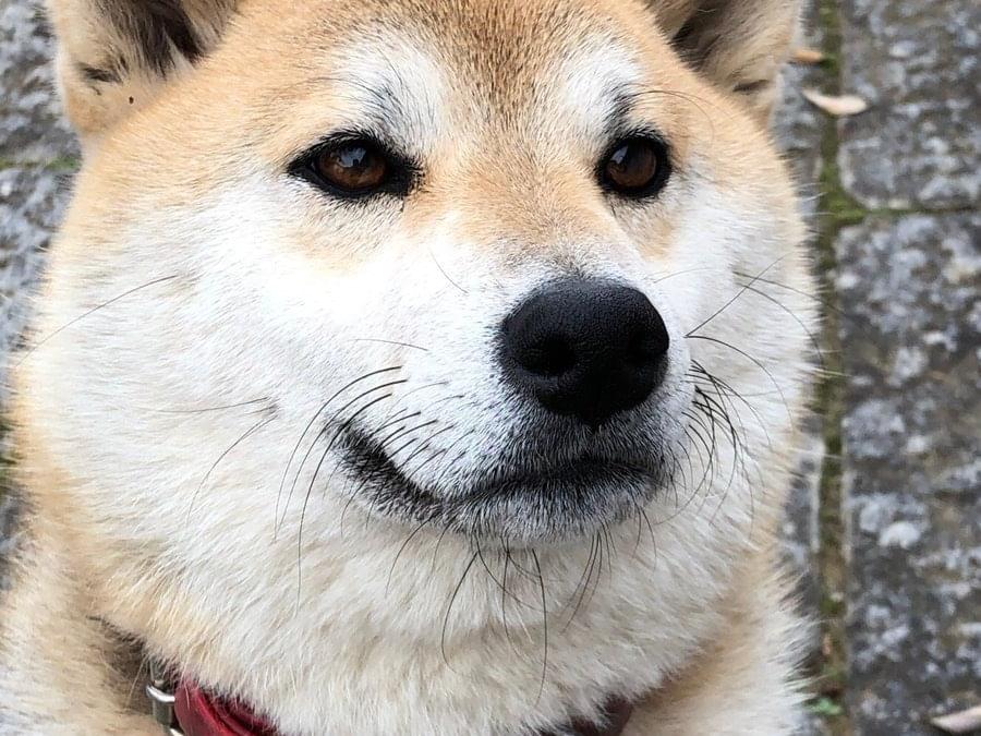 チャコちゃん チャコちゃん