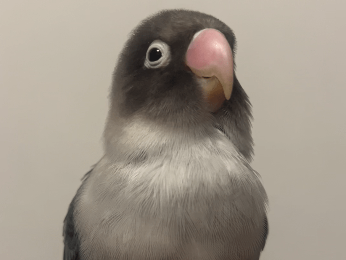 もーちゃん もーちゃん