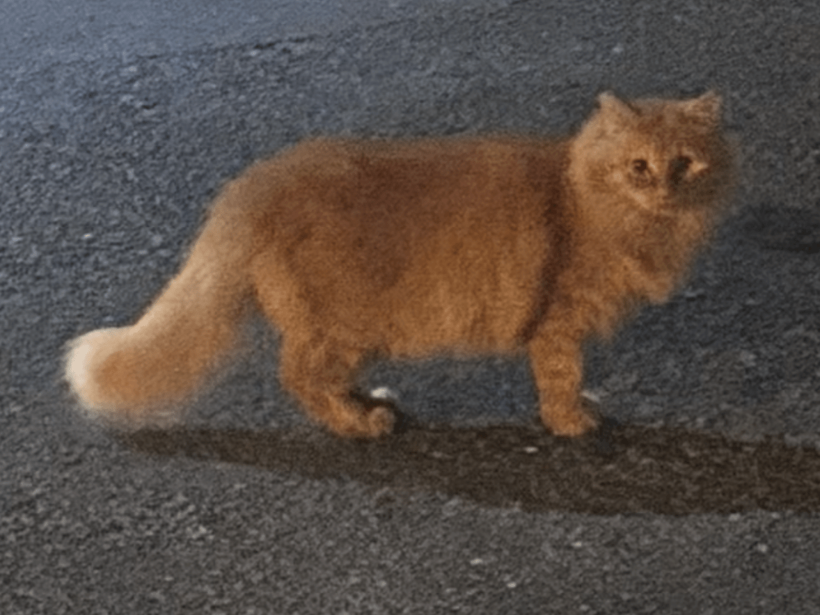目撃された猫 目撃された猫