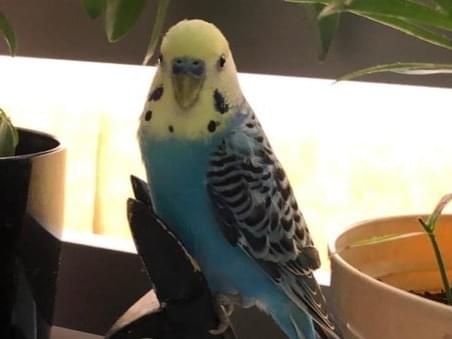 保護された鳥 保護された鳥