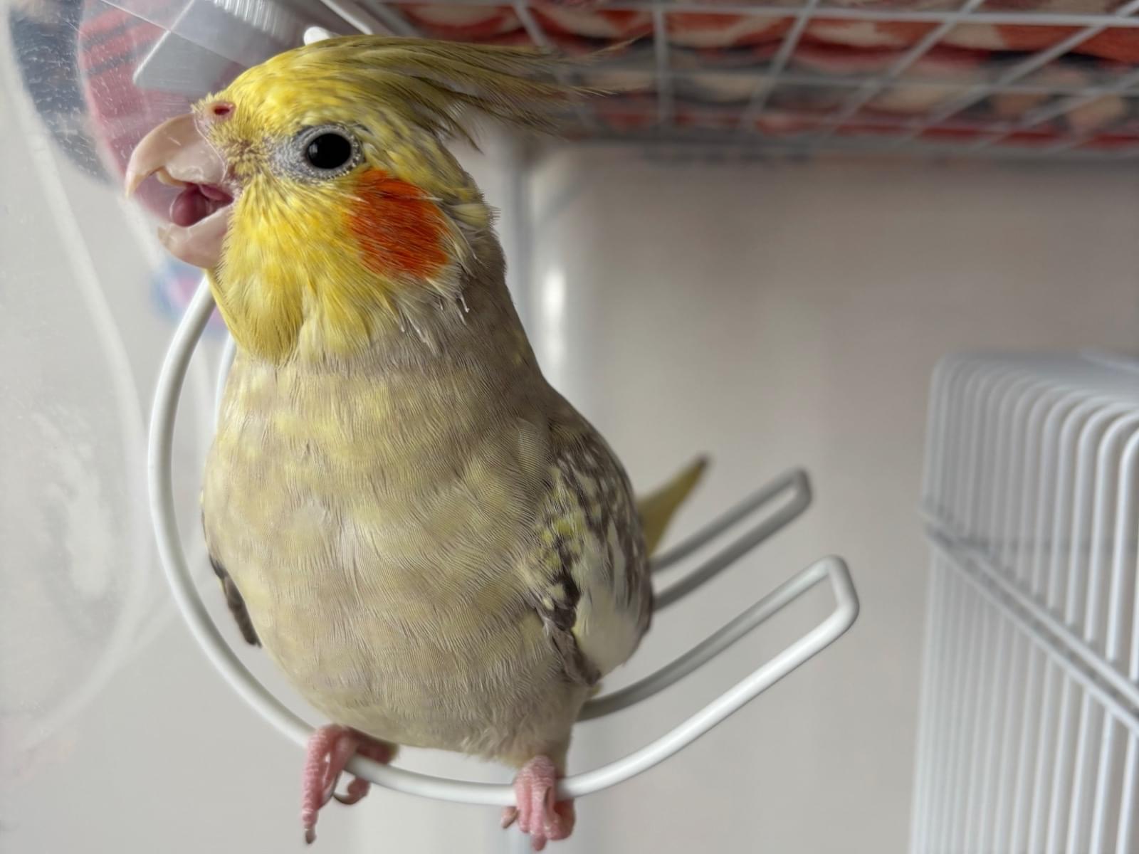 こうぺいちゃん