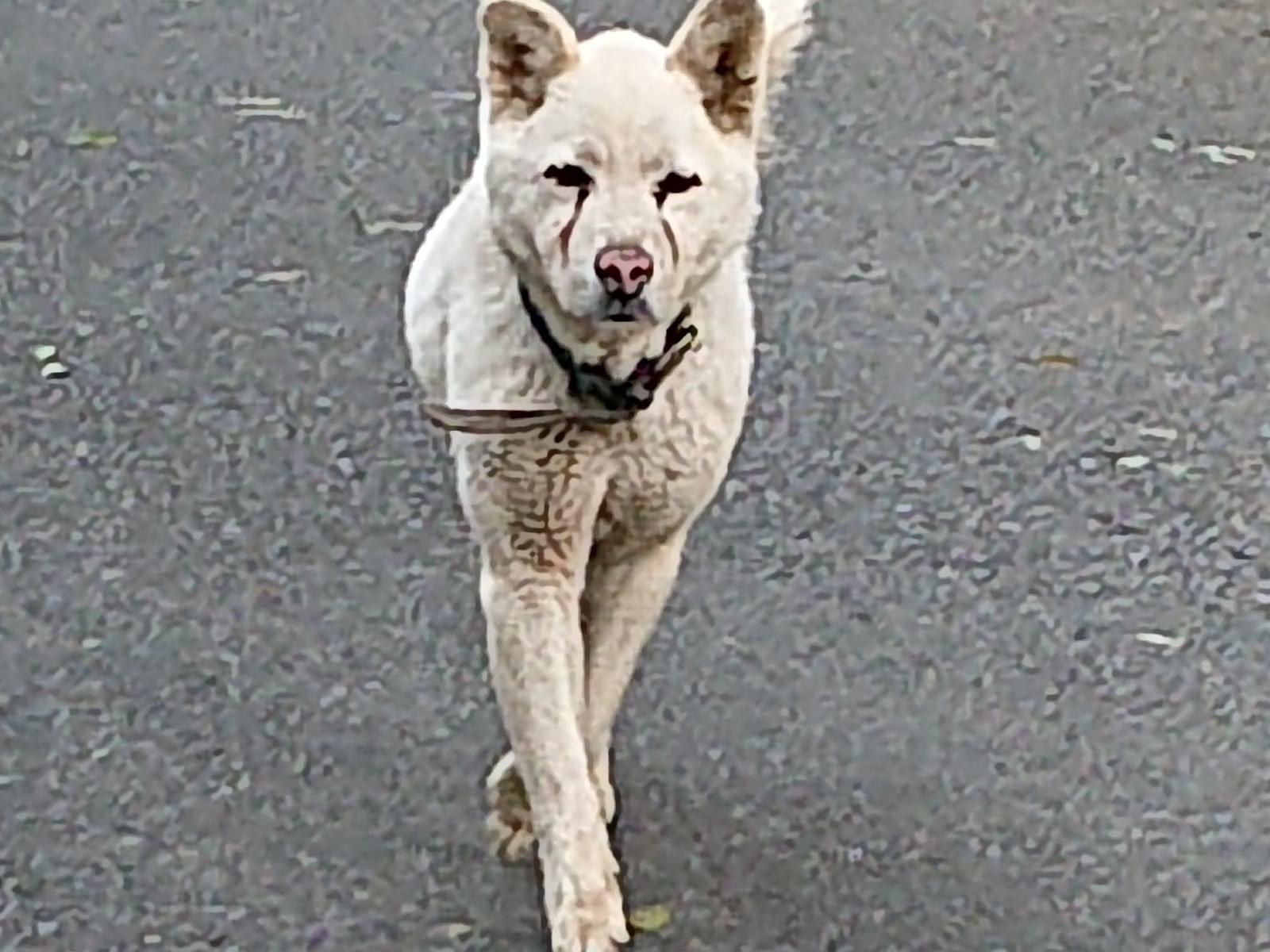 目撃された犬 目撃された犬