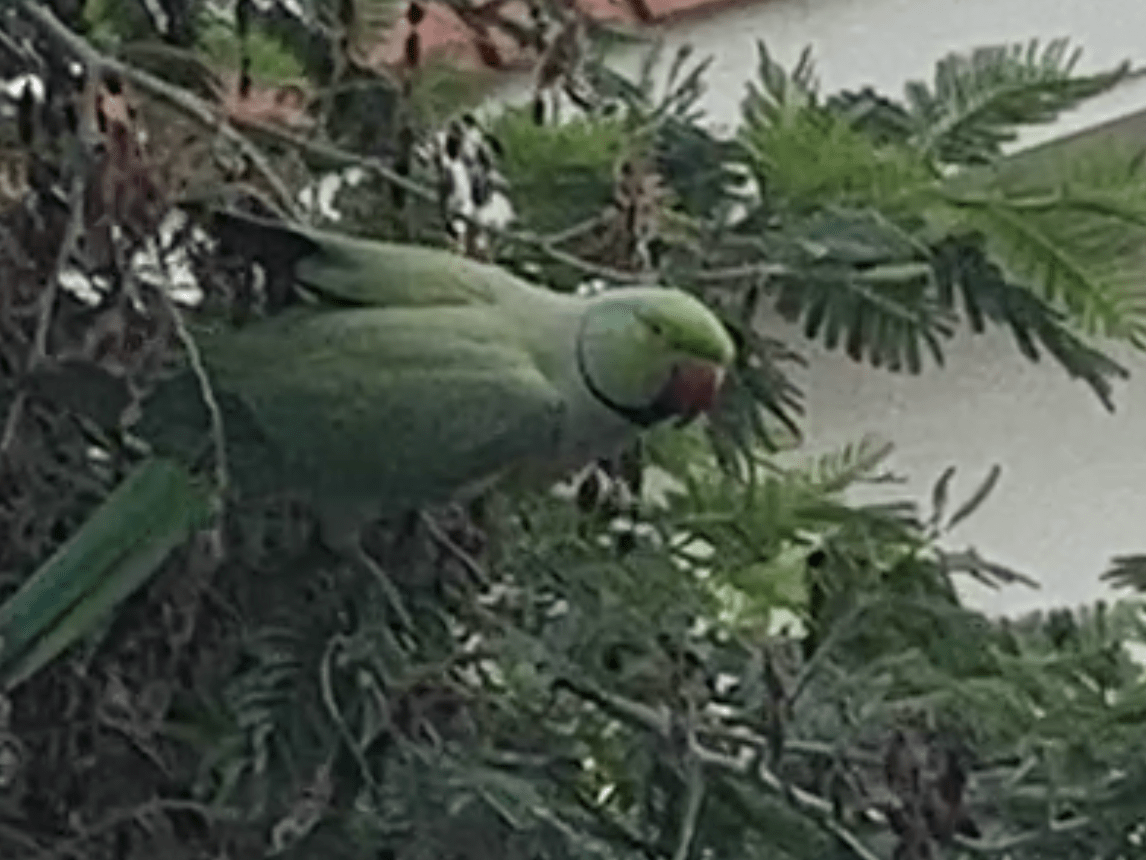 目撃された鳥 目撃された鳥