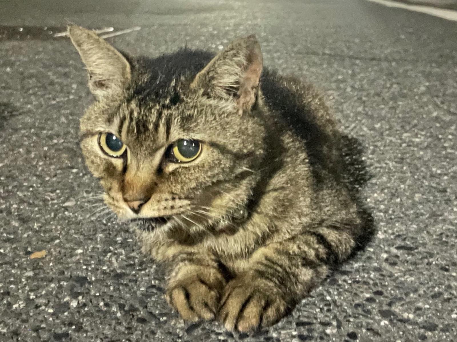目撃された猫 目撃された猫