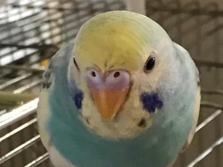 びーすちゃん びーすちゃん