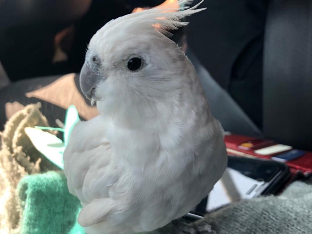 保護された鳥 保護された鳥
