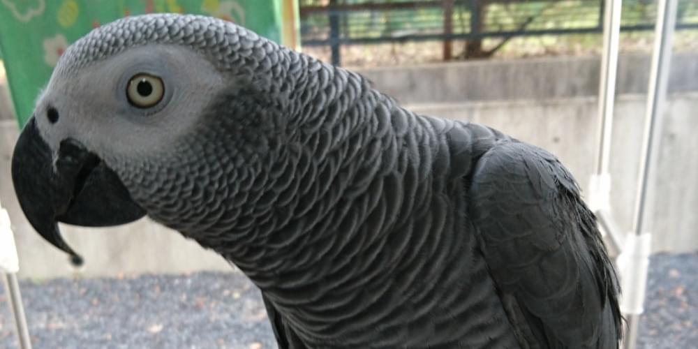 ヨウムを探しています