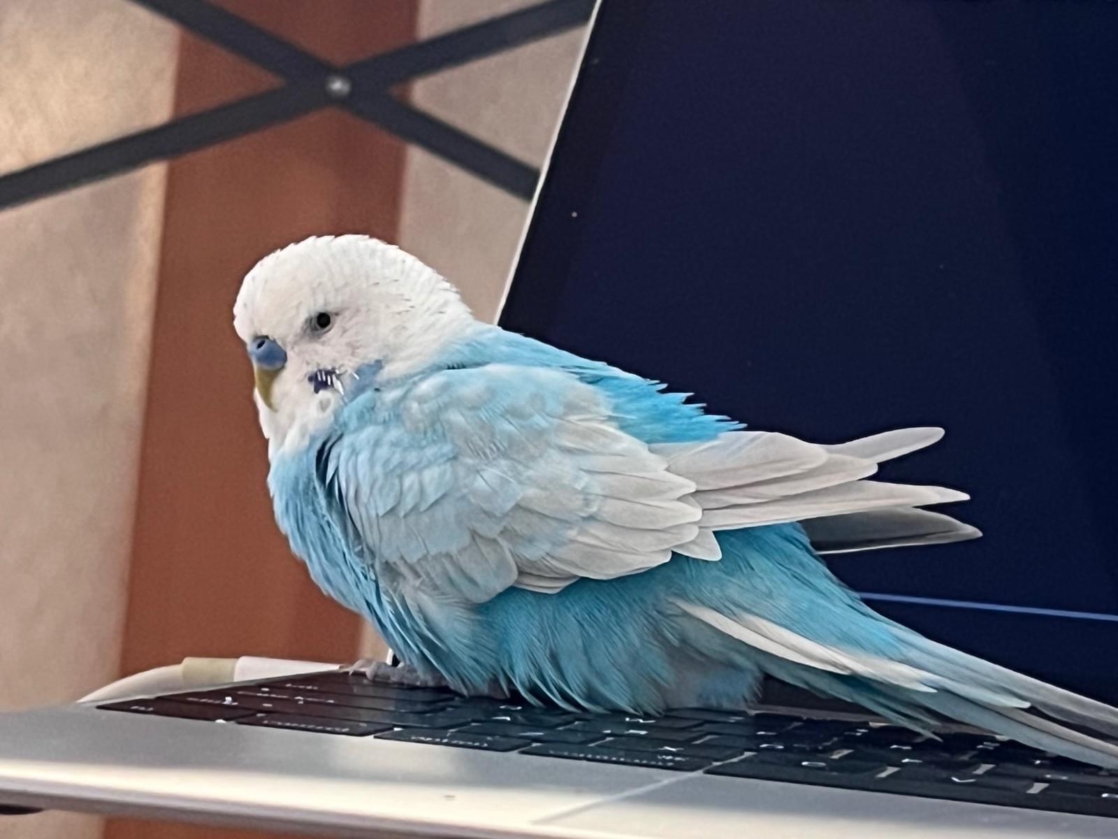 もんちゃん もんちゃん