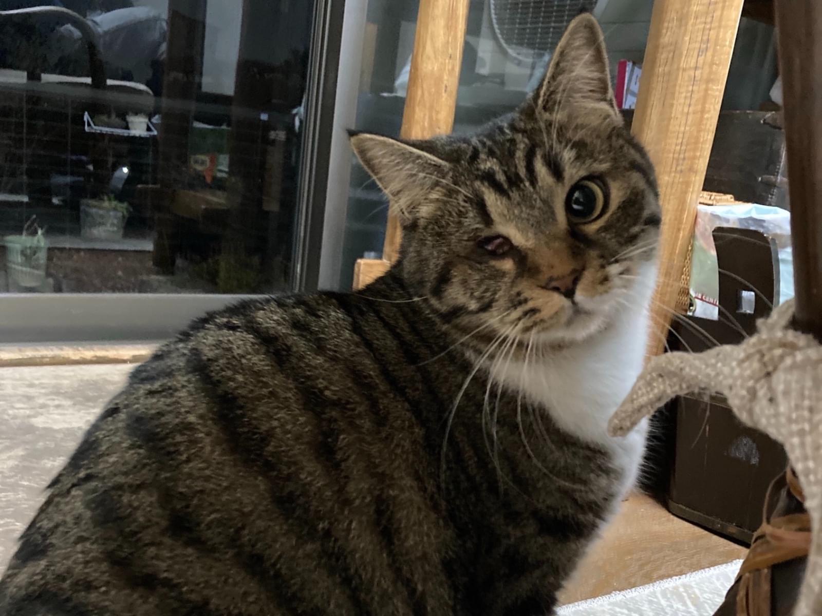 ジャッキーちゃん ジャッキーちゃん