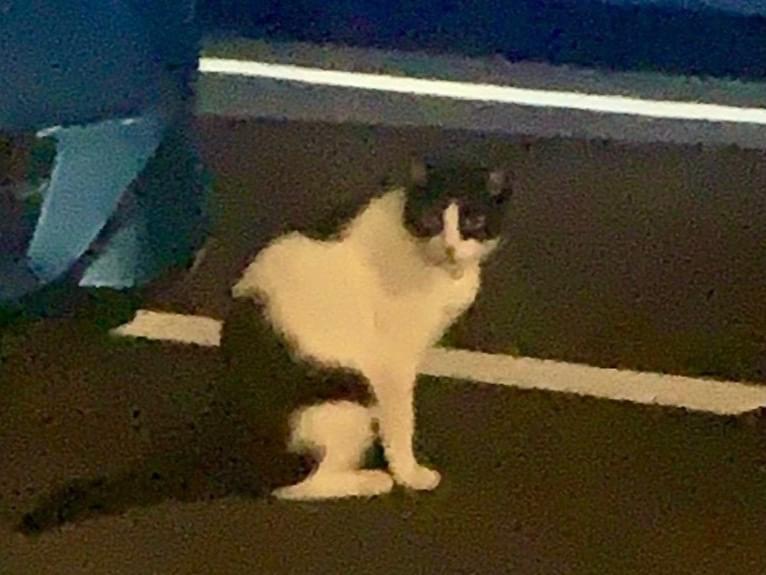 目撃された猫 目撃された猫