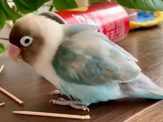 ぴーちゃん ぴーちゃん