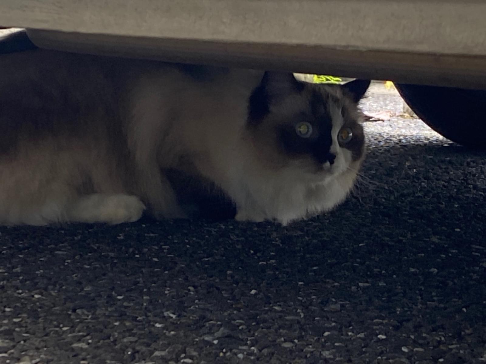 目撃された猫 目撃された猫