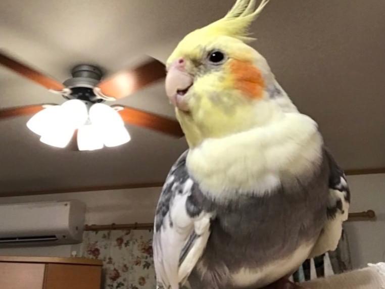 ももちゃん ももちゃん