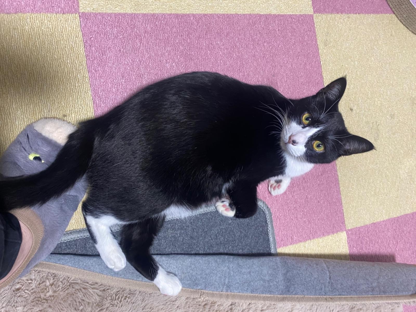 チロルちゃん チロルちゃん