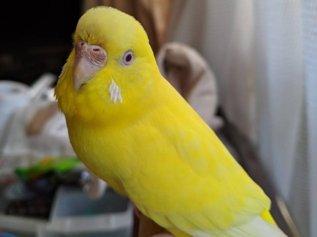 ぴーちゃん ぴーちゃん