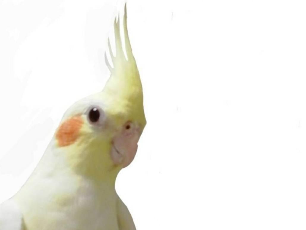 ココちゃん ココちゃん