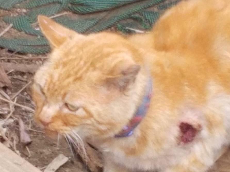 目撃された猫 目撃された猫