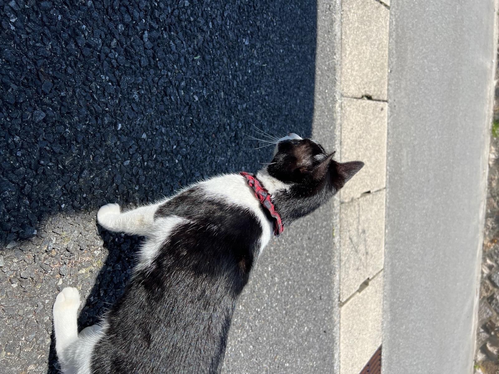 目撃された猫 目撃された猫